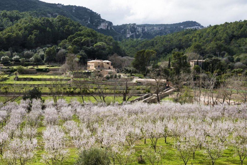 Flowering almond tree (Prunus dulcis), near Valdemossa, Serra de Tramuntana, Majorca, Balearic Islands, Spain, Europe