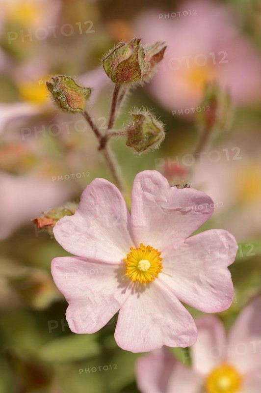Small-flowered rockrose (Cistus parviflorus), flower, Provence, southern France