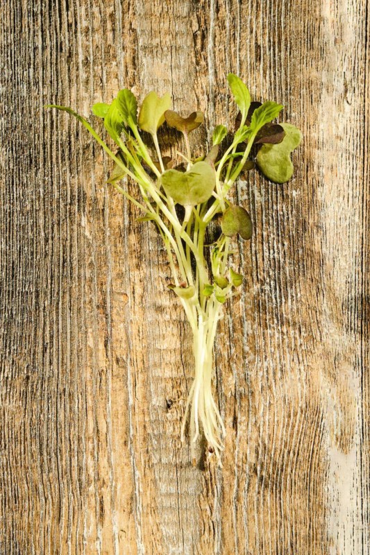 Top view of fresh mizun sprouts on wooden background