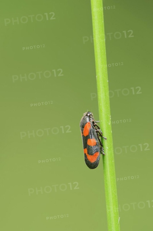 Red-and-black froghopper (Cercopis vulnerata), North Rhine-Westphalia, Germany, Europe