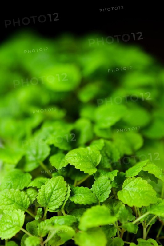 Closeup view of leaves of sprouted melissa seeds, photo with shallow depth of field