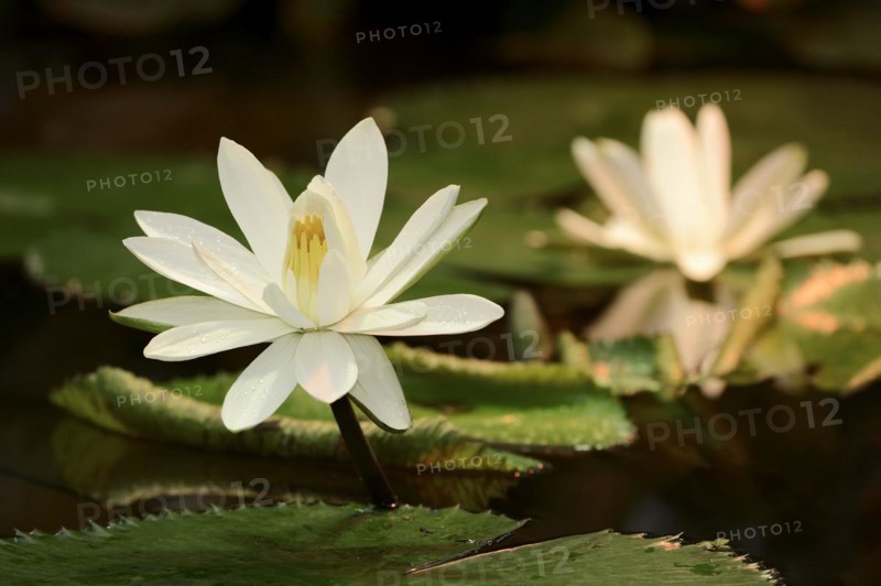 Egyptian white water-lily (Nymphaea lotus), flower, native to Africa, ornamental plant, North Rhine-Westphalia, Germany, Europe