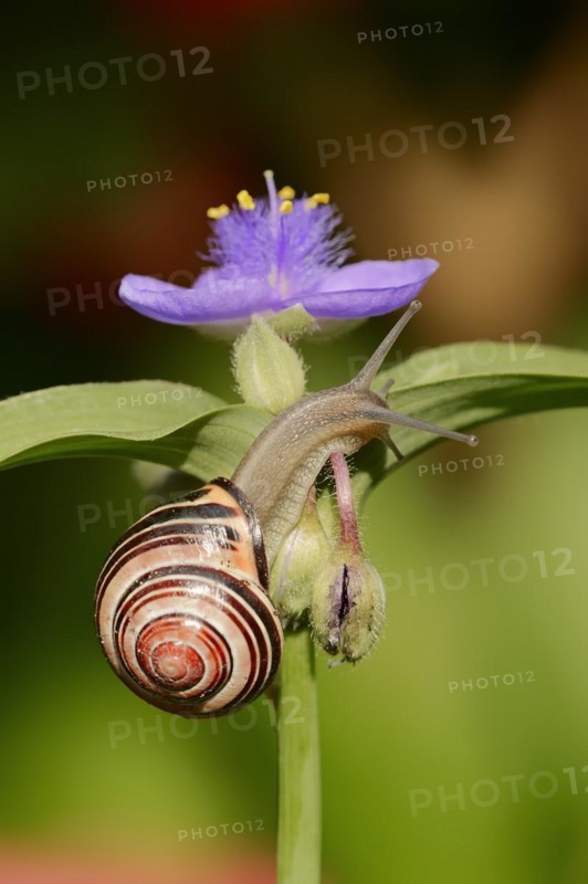 Grove snail (Cepaea nemoralis) on garden three-master flower (Tradescantia andersoniana), flower, ornamental plant, North Rhine-Westphalia, Germany, Europe