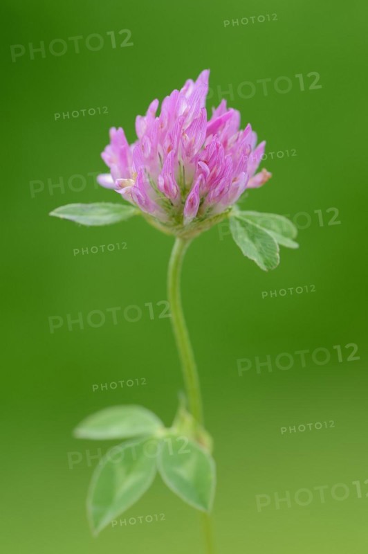 Red clover (Trifolium pratense), flower, North Rhine-Westphalia, Germany, Europe