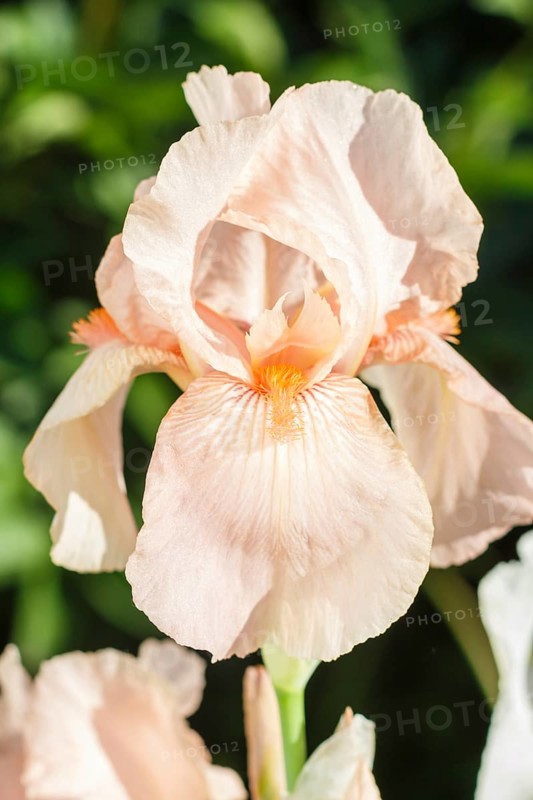 Beautiful multicolored iris flower bloom in the garden. Close up, fragility and summer concept