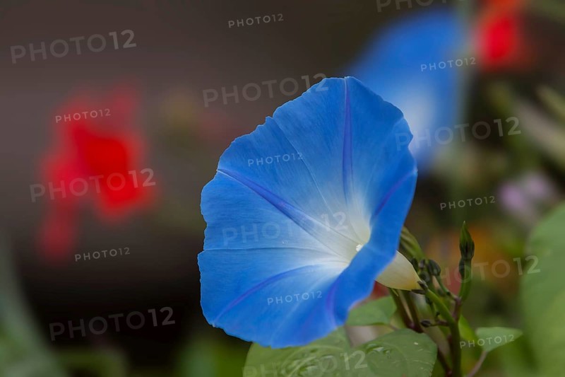 Sky blue morning glory (Ipomea), Brittany, France, Europe