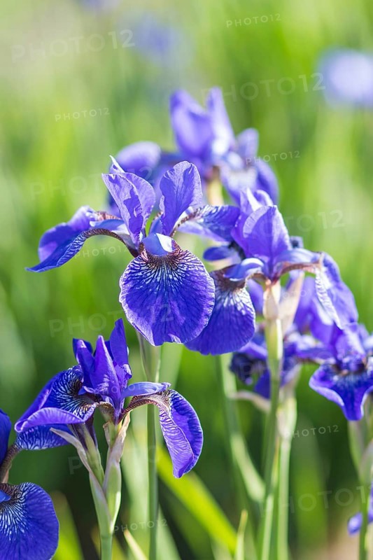Colorful blue and white Iris in a botanical garden