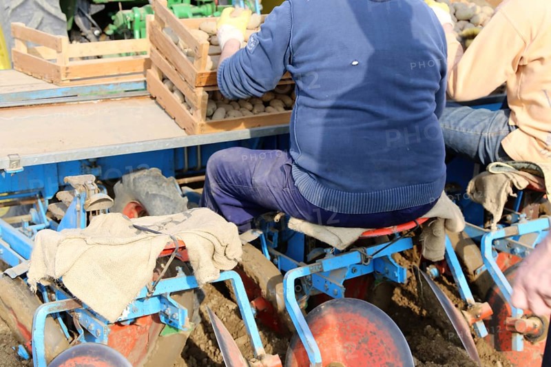 Agriculture potato cultivation and potato plants (Ludwigshafen, Rhineland-Palatinate)