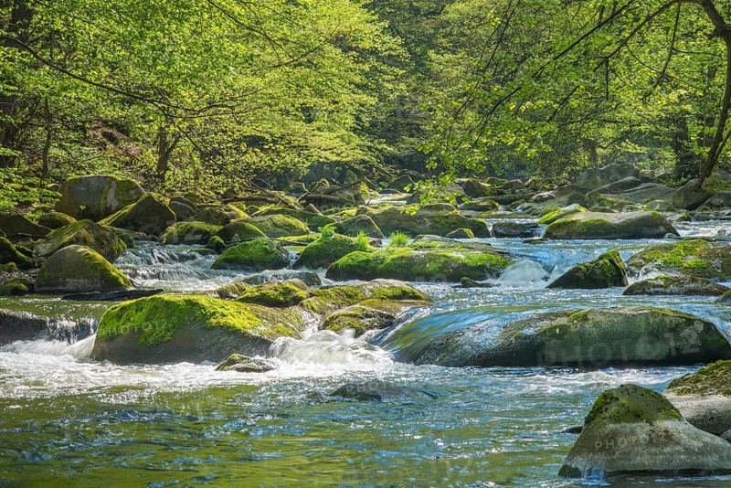 Clear mountain river Bode with green vegetation and sunlit stones, rocks, boulders, moss, rapids, Bode valley in spring, spring with freshly leafy trees in deciduous forest, Eastern Harz, Saxony-Anhalt, Germany, Europe