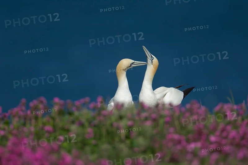 Northern gannet (Morus bassanus) two adult birds performing thier courtship display amongst flowering Red campion plants on a cliff top, Yorkshire, England, United Kingdom, Europe