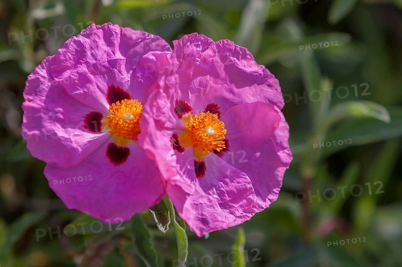 Orchid rock rose (Cistus x purpureus), Tuscany, Italy, Europe
