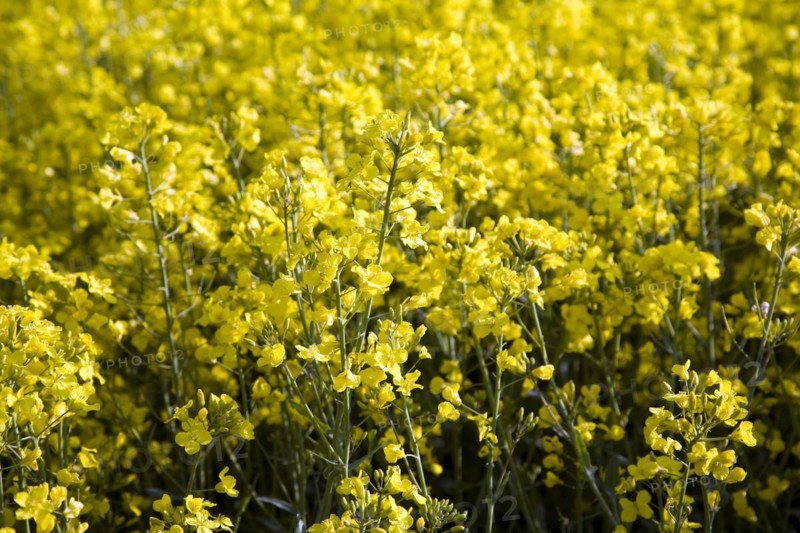 Yellow flowers of oil seed rape crop growing in field, Suffolk, England, UK
