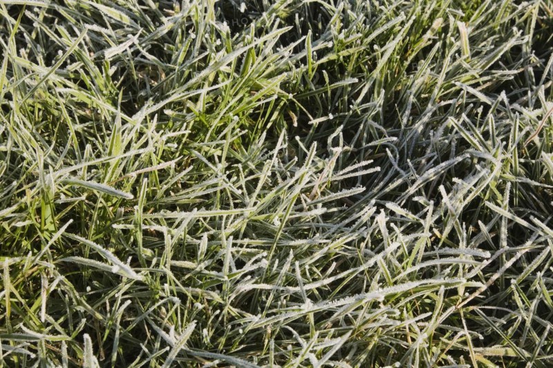 Close-up of frost and ice covered Poa pratensis, Kentucky Bluegrass lawn in early morning sunlight in late autumn, Quebec, Canada, North America