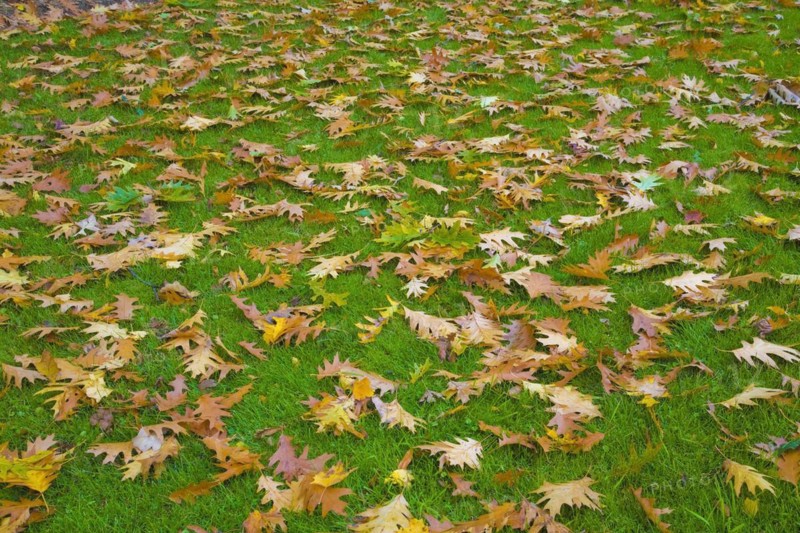 Fallen brown and yellow Quercus, Oak tree leaves on Poa pratensis, Kentucky Bluegrass lawn in autumn, Quebec, Canada, North America