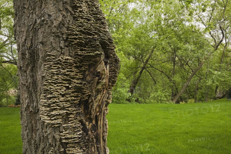 Close-up of large Acer, Maple tree trunk and bark covered with Mushroom, Fungi growth in spring, Quebec, Canada, North America