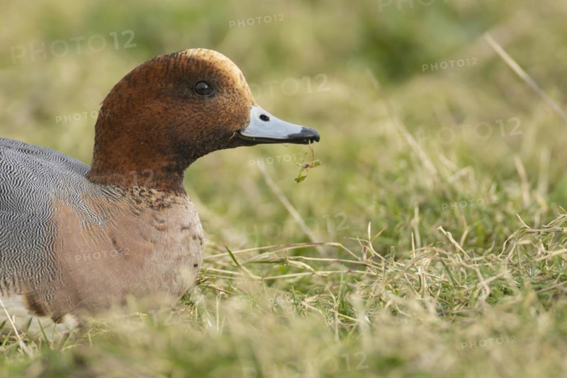 Eurasian wigeon duck (Mareca penelope) adult male bird feeding on grassland, England, United Kingdom, Europe