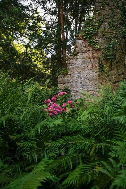 Hochberg Castle, formerly Hochberg Castle, Hohenberg Castle, former seat of the Hochberg lordship, inner courtyard, historic building, architecture, ferns, hydrangeas, wall, Hochberg district, Remseck am Neckar, Ludwigsburg district, Baden-Württemberg, Germany, Europe