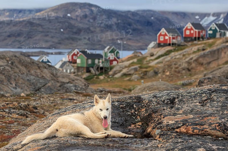 Greenland dog, husky lying on rocks in front of houses and panting, Tasiilaq, East Greenland, Greenland, North America