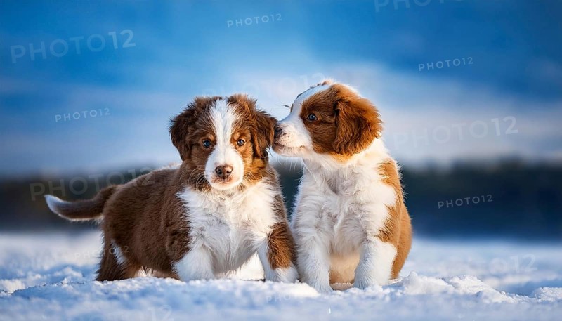 KI generated, dog, dogs, puppy, one, two, three, play, snow, winter, autumn leaves, blue sky, Kromfohrländer, Fox Terrier, (Canis lupus familiaris), German dog breed, rough coat, smooth coat, studio, AI generated