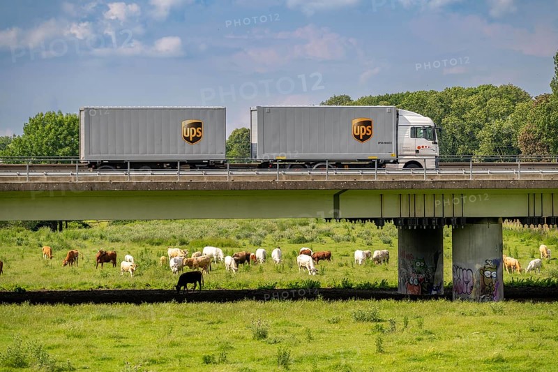 Lorry on the A40 motorway, bridge over the Ruhr and Styrumer Ruhrauen, herd of cattle, dairy cows grazing, Mülheim an der Ruhr, North Rhine-Westphalia, Germany, Europe