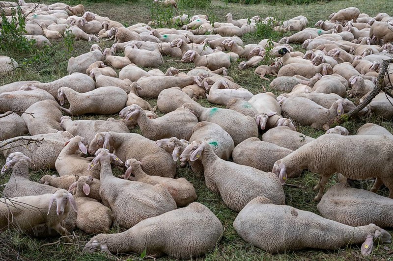 Resting, freshly shorn sheep in a nature reserve in Franconian Switzerland, Bavaria, Germany, Europe