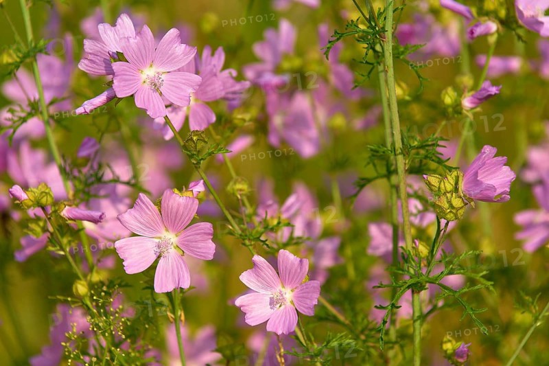 Musk mallow (Malva moschata), in a sunny meadow in summer, Spessart, Bavaria, Germany, Europe