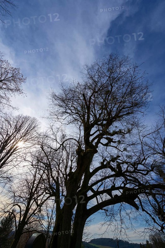 Silhouettes of lime trees (Tilia) with mistletoe (Viscum) backlit by the sun, Bühl, Upper Franconia, Bavaria, Germany, Europe