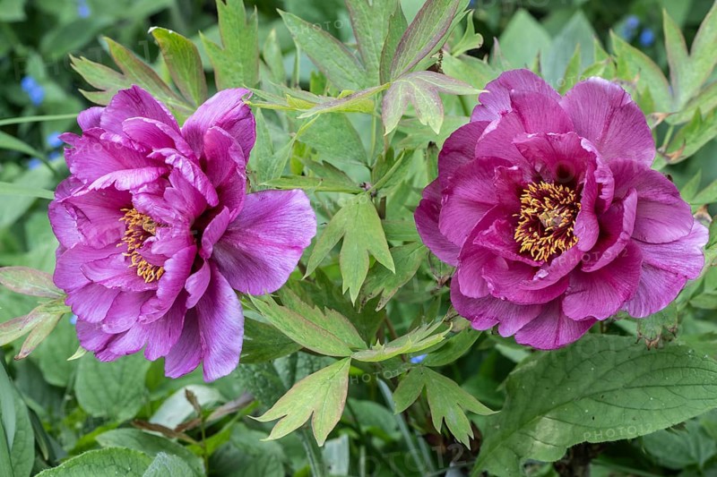 Shrub peony (Paeonia suffruticosa Leda), Emsland, Lower Saxony, Germany, Europe