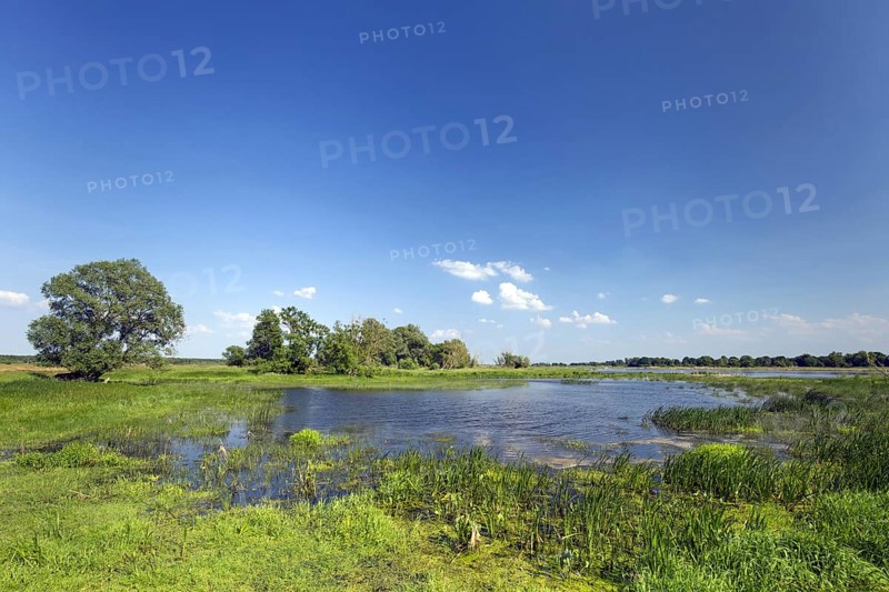Tributary stream of the river Oder at Oderbruch, moorland landscape near Oderberg, Brandenburg in eastern Germany