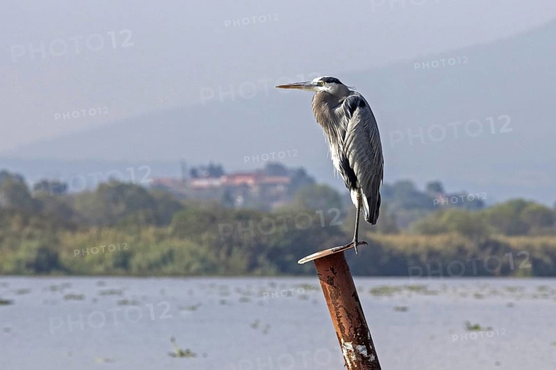 Great blue heron (Ardea herodias) in Lake Pa? tzcuaro, Lago de Pátzcuaro, Michoacan, Mexico, Central America