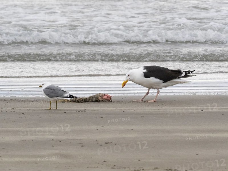 Great Black-backed Gull (Larus marinus) and Common Gull (Larus canus), scavanging upon carcass washed onshore, May, Varanger Fjord, Norway, Europe