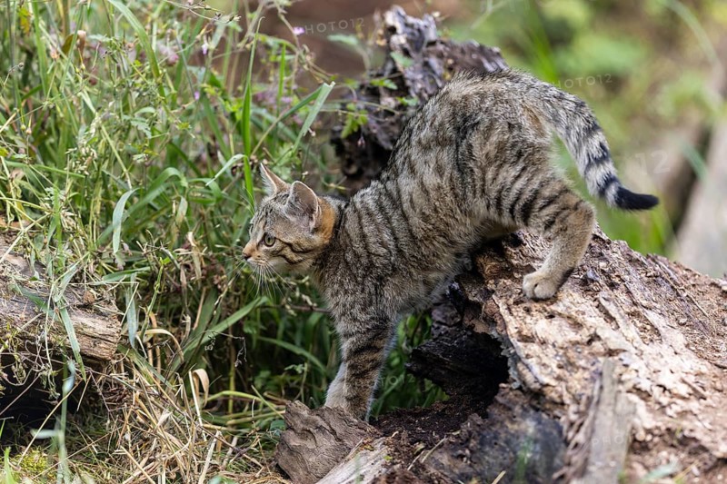 A kitten balances curiously on a fallen tree trunk in the forest, wildcat (Felis silvestris), kitten, Germany, Europe