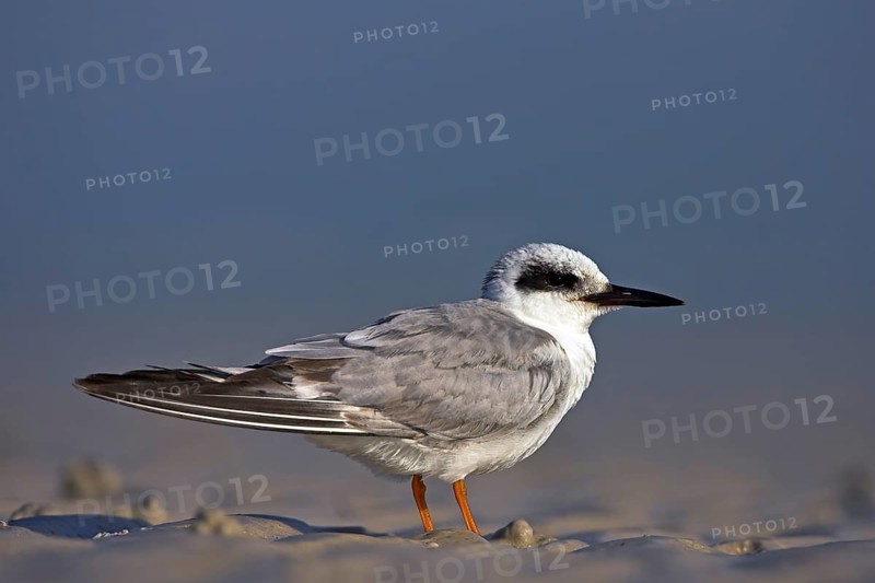 Forster's tern (Sterna forsteri), Ft. De Soto Park, St. Petersburg, Florida, USA, North America