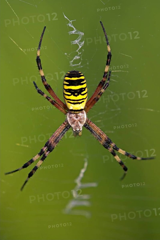 Wasp spider, zebra spider, tiger spider, wasp spider (Argiope bruennichi), Alzey-Worms district, Rhineland-Palatinate, Germany, Europe