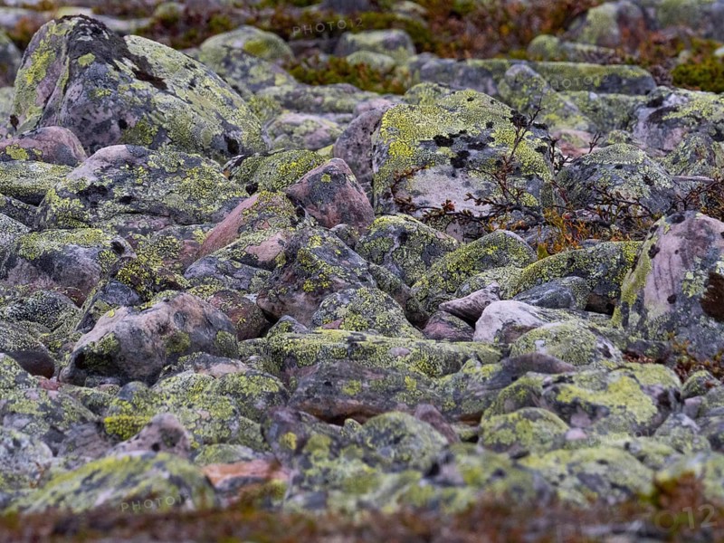 Boulders and stones, forming ancient, tidal shoreline, covered in lichen, Varanger National Park, Varanger Fjord, May, Norway, Europe