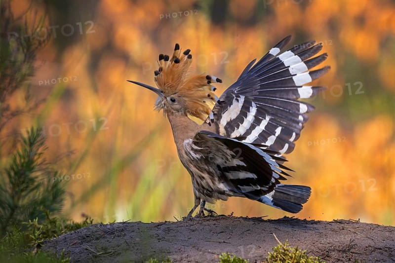 Hoopoe (Upupa epops) Bird of the Year 2022, raised bonnet, feeding the young bird, golden hour, sunlight, backlight, wings spreading, sand bath, sunset, Middle Elbe Biosphere Reserve, Saxony-Anhalt, Germany, Europe