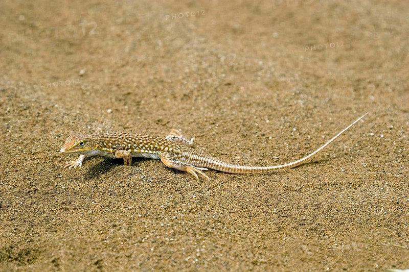 Desert lizard, (Meroles anchietae), lizard lurking in the sand of the Namib Desert, Sossusvlei, Namibia, Africa, Africa