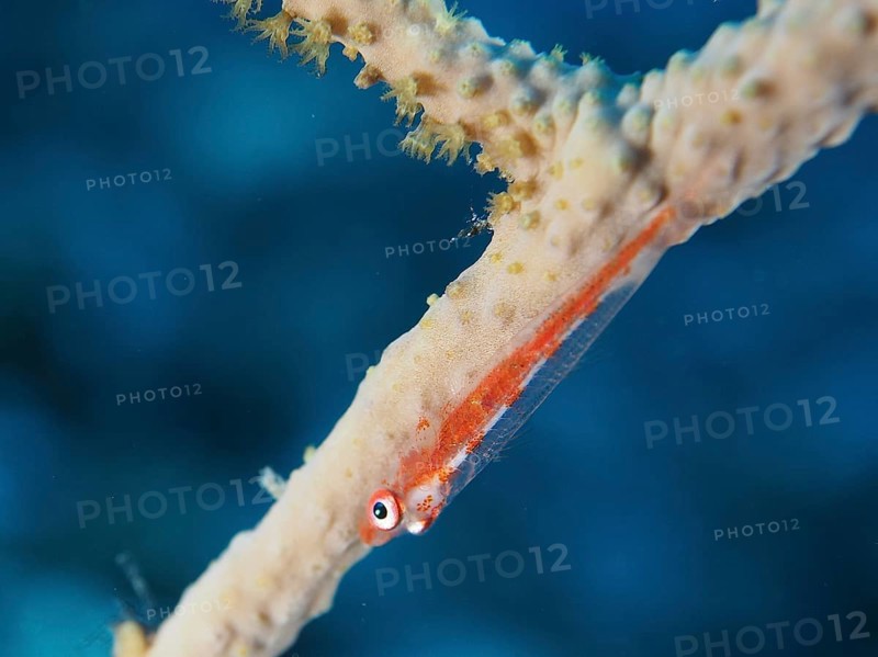 Small orange-coloured fish, dwarf pygmy goby (Bryaninops cf discus), hanging from a coral branch under water. Dive site House Reef, Mangrove Bay, El Quesir, Red Sea, Egypt, Africa