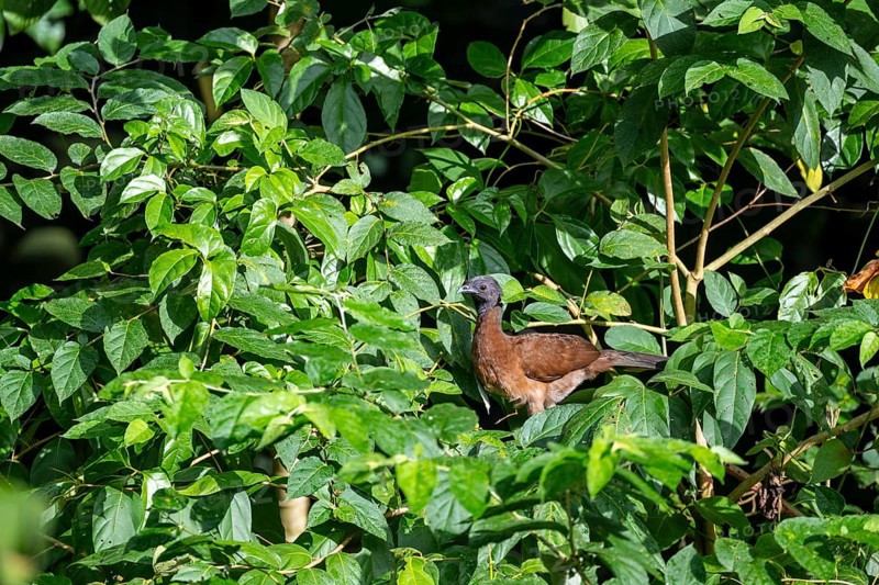 Grey-headed guan (ortalis cinereiceps), bird sitting in a shrub, Heredia province, Costa Rica, Central America