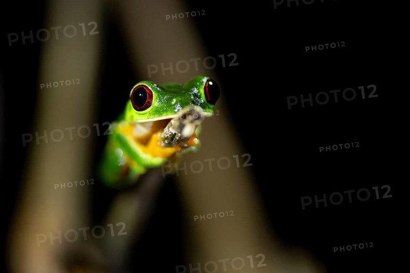 Red-eyed tree frog (Agalychnis callidryas), sitting on a branch, at night in the tropical rainforest, Puntarenas province, Costa Rica, Central America