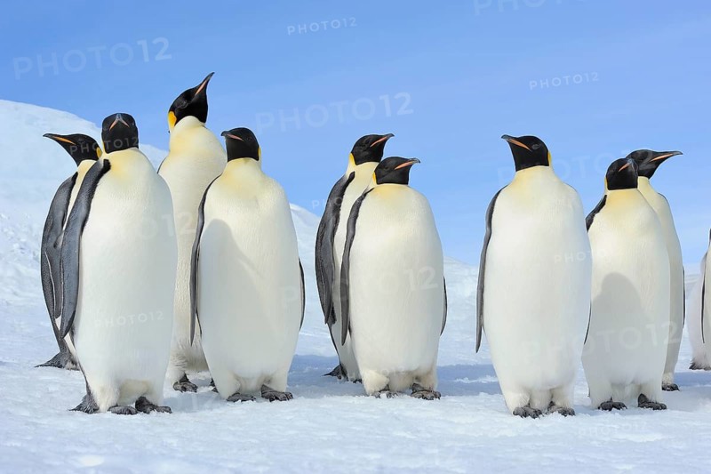 Emperor penguins (Aptenodytes forsteri), Group of Adult, Snow Hill Island, Antartic Peninsula, Antarctica