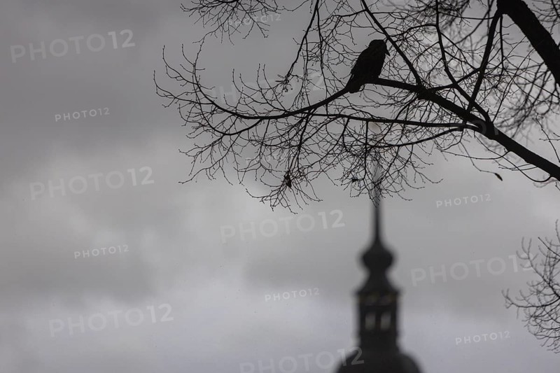 Rainy weather in Dresden's old town. Due to the heavy rainfall, the river levels in Saxony are rising again and flooding is occurring. A corvid sits in the bare branches of the state parliament with Hausmannsturm, Dresden, Saxony, Germany, Europe