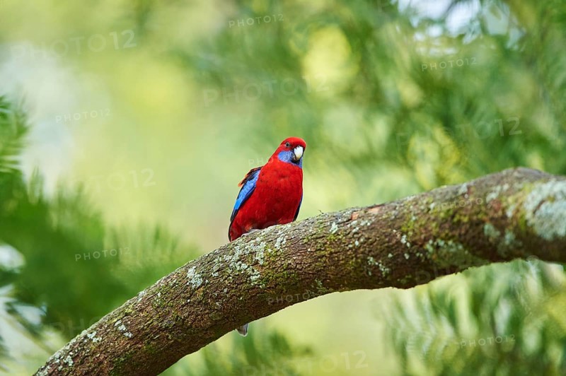 Close-up of a Crimson rosella (Platycercus elegans) wildlife in Australia