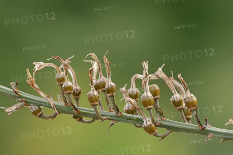 Asphodelus ramosus (Asphodelus ramosus), fruit clusters, Provence, France, Europe