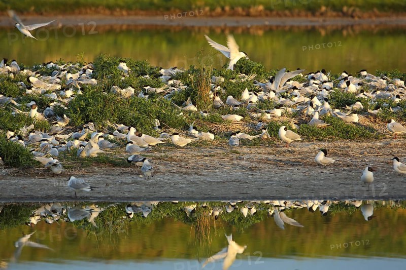 Breeding colony of Sandwich Tern (Sterna sandvicensis), reflection, shore, flight, breeding, troop, group, De Wagejot, Texel, North Holland, Netherlands