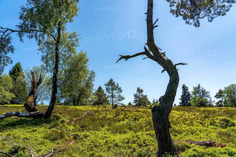 Niedersfelder Bergheide, high heath, Neuer Hagen nature reserve, landscape on the Langenberg, near Niedersfeld, in the Hochsauerland district, highest mountain in North Rhine-Westphalia, Germany, Europe