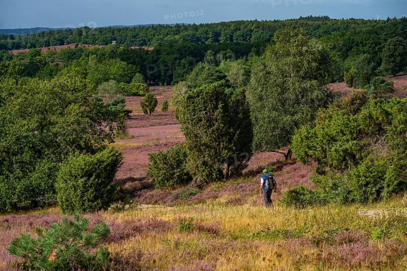 Flowering heath, heather and juniper bushes, near Wilseder Berg, in the Lüneburg Heath nature reserve, Lower Saxony, Germany, Europe
