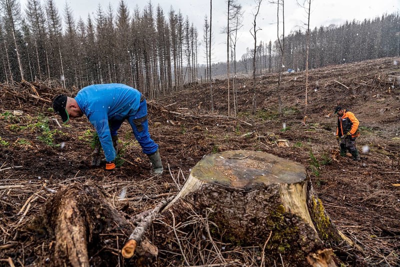 Reforestation in the Arnsberg Forest near Warstein-Sichtigvor, Soest district, forestry workers planting young trees, mixed forest, young plants of the giant arborvitae, Thuja plicata, on the site of a spruce forest that had died and been felled due to heavy bark beetle infestation, North Rhine-Westphalia, Germany, Europe