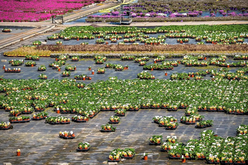 Nursery, plant breeding, ornamental plants grow in flower pots, outdoors, Düsseldorf-Volmerswerth, Germany, Europe