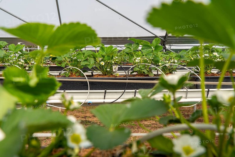 Strawberry cultivation in a greenhouse, young strawberry plants grow up, are individually watered and supplied with nutrients by drip irrigation, they grow in a substrate culture in raised beds, near Dormagen, Rhineland, North Rhine-Westphalia, Germany, Europe